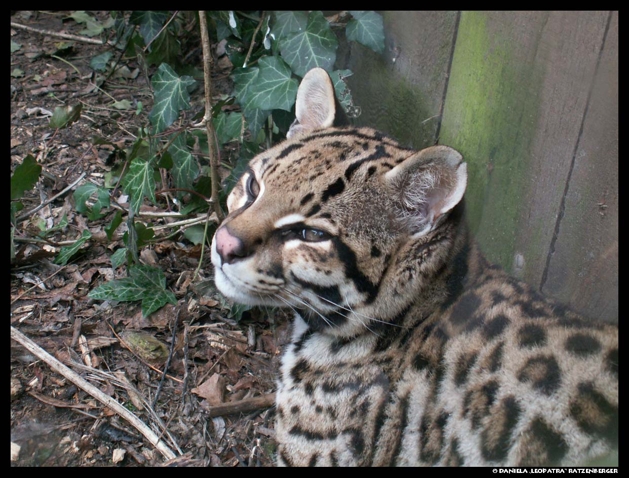 Ocelot