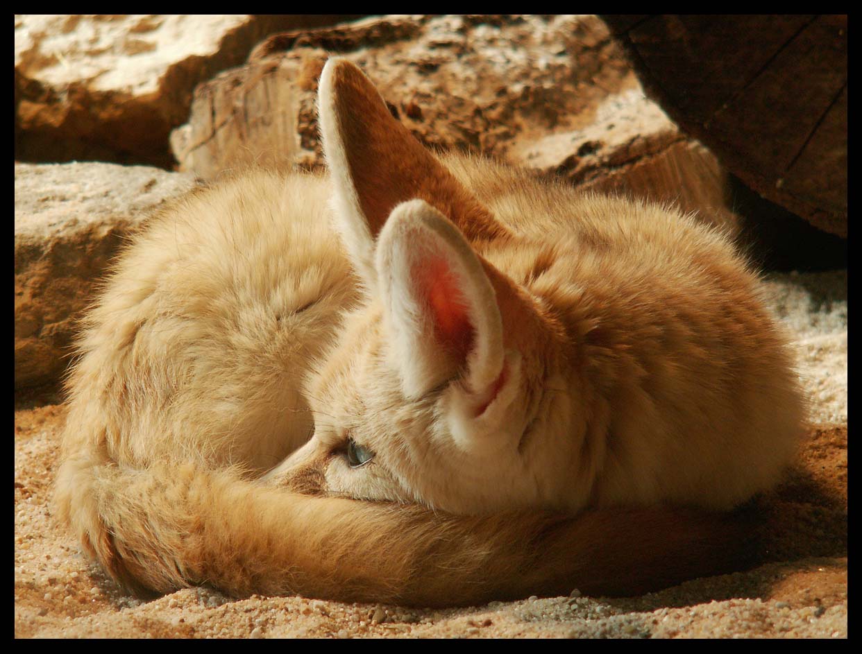 Fennec Furball