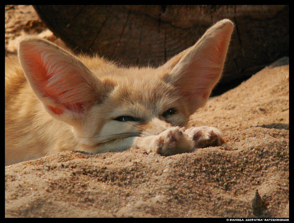 Jug Ears by leopatralionfur on DeviantArt