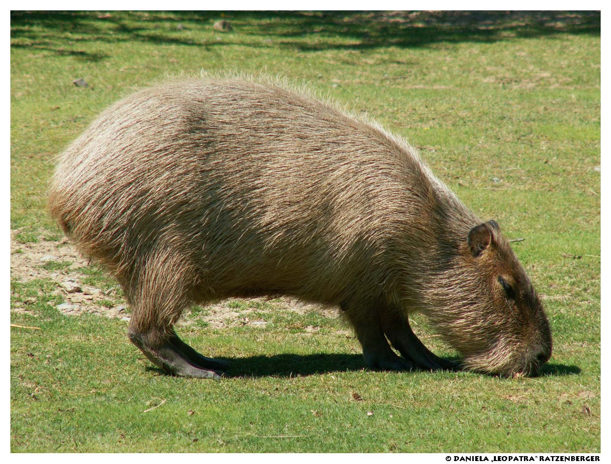 Capybara