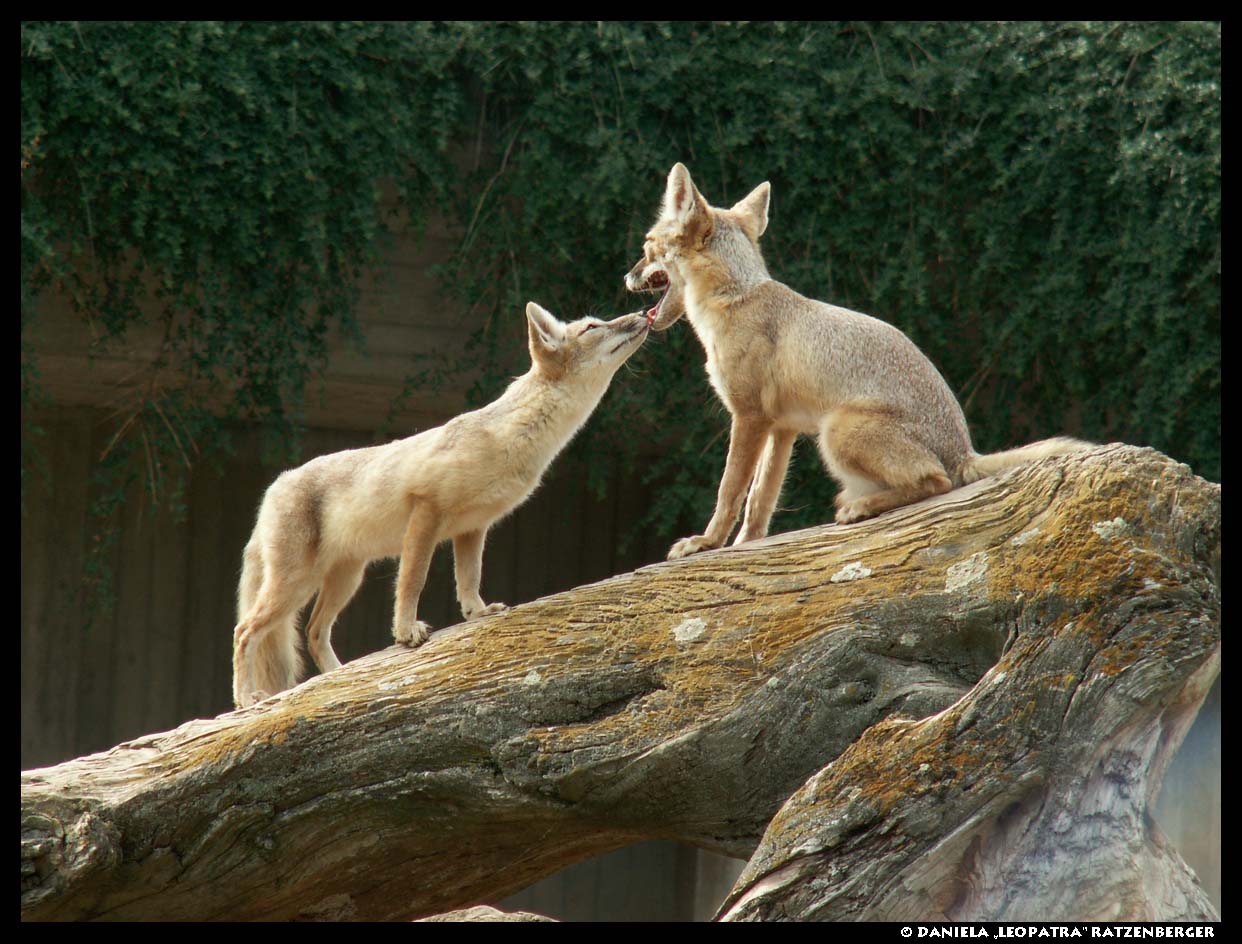 Corsac Foxes