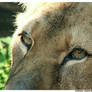 Lioness Eyes