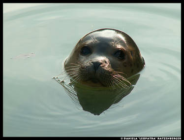 Lurking Seal