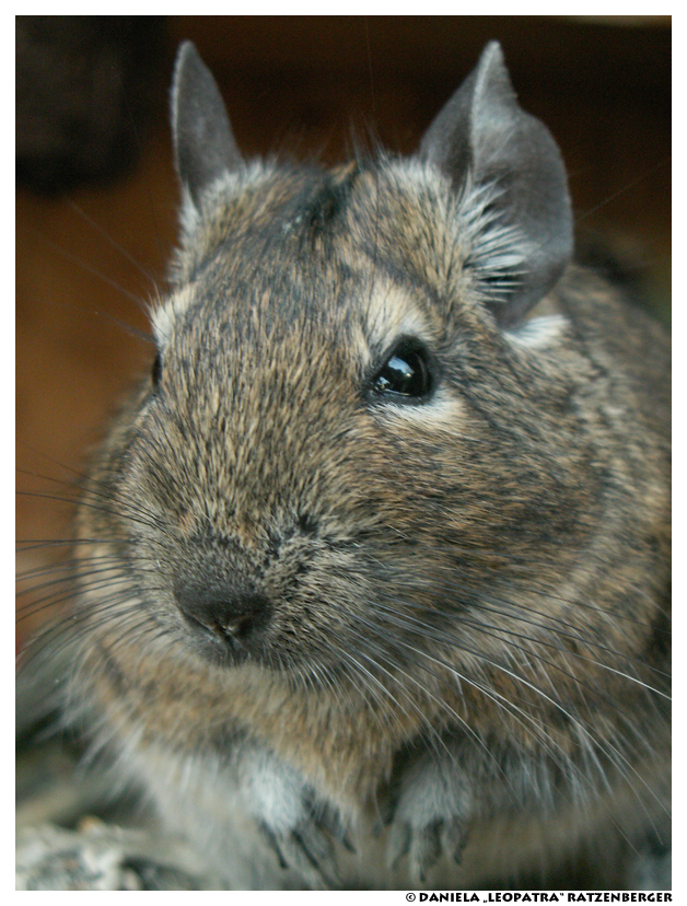 Degu