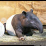 Malayan Tapir