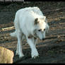 Mackenzie Valley Wolf  Walking