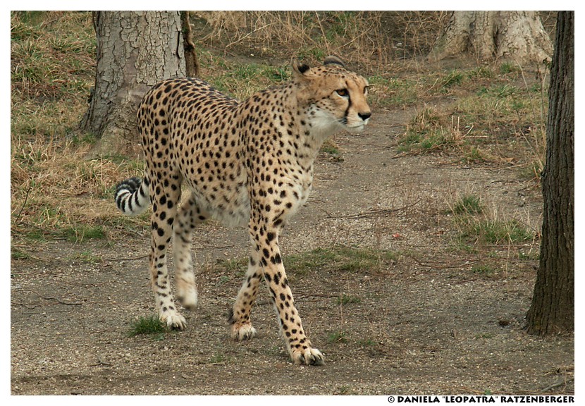 Walking Cheetah