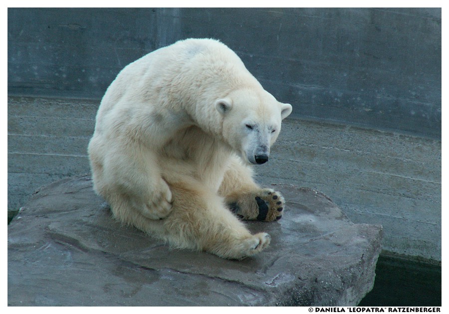 Polar Bear Scratch