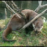 Fuzzy Otter