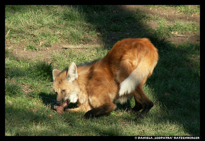 Maned Wolf Eating