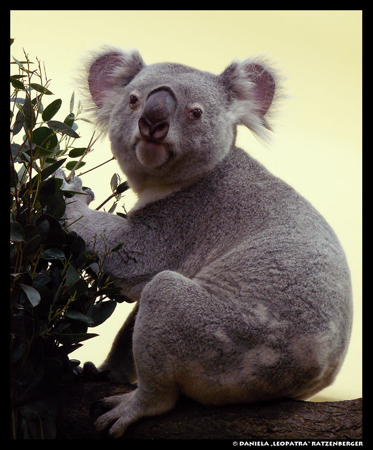 Koala..