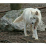 White Mackenzie Valley Wolf