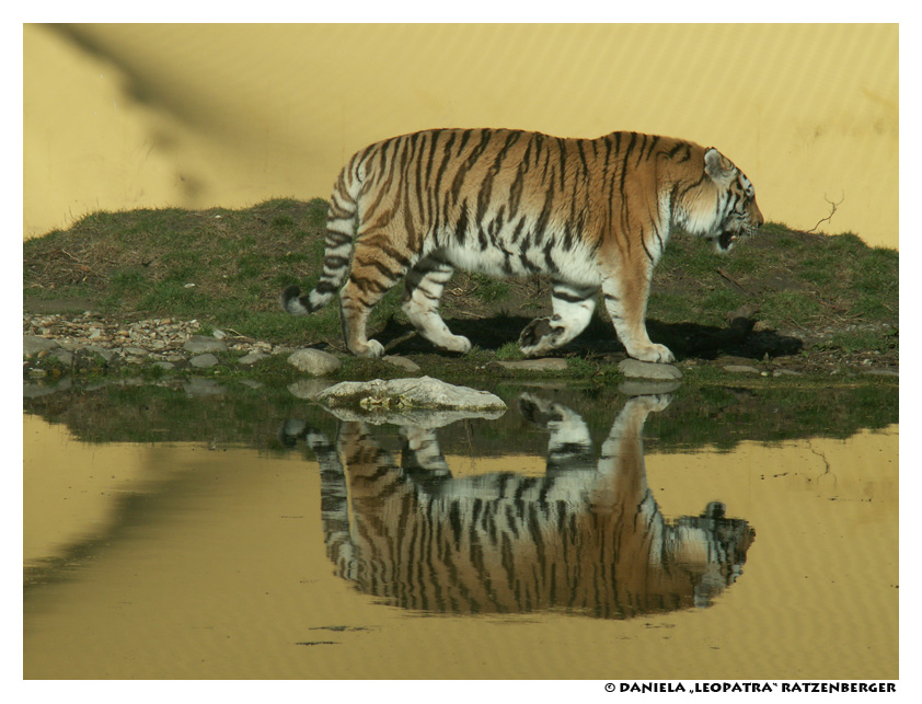 Symmetric Tiger