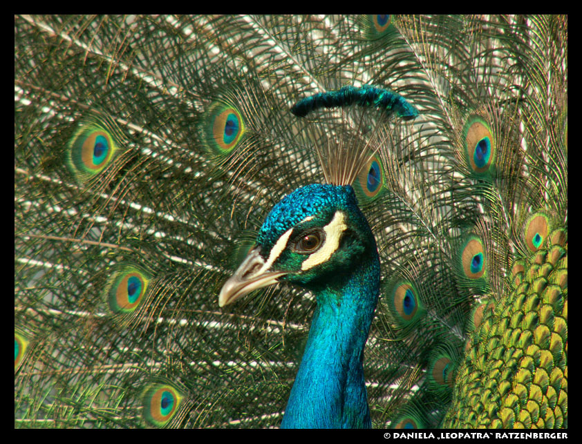 Peacock Show Off