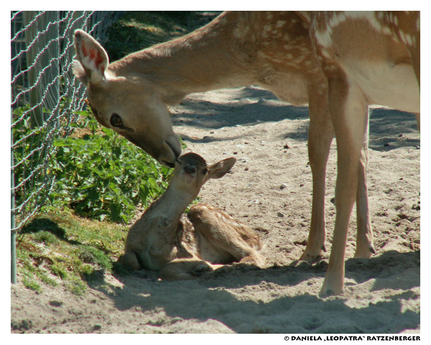 Mother and Fawn