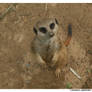 x Meerkat x