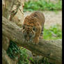 Tiger Cub on Log