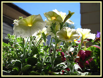 Pretty Yellow Petunias