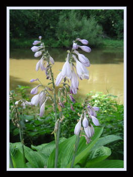 Purple Bells