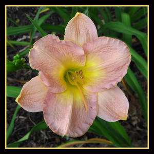 Pink and Yellow Lily Burst