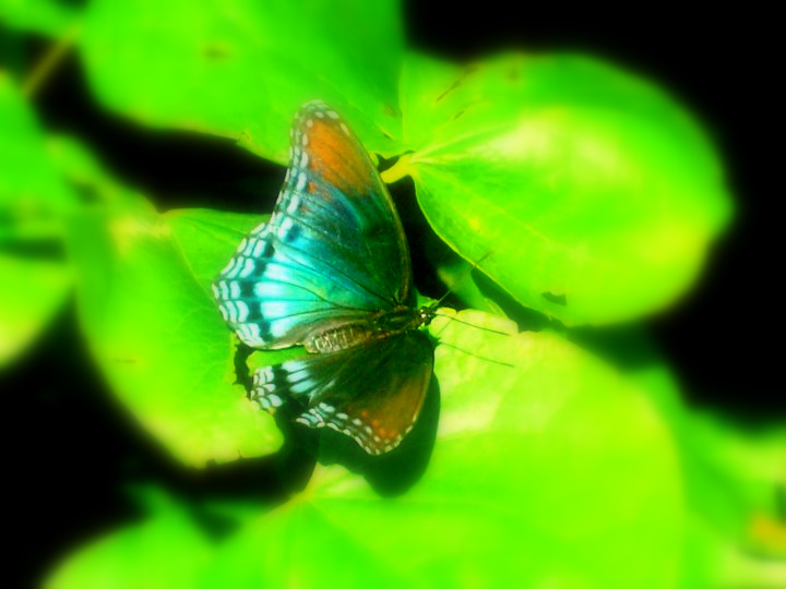 Hope is a thing with wings by Reno-aka-Wonderful on DeviantArt