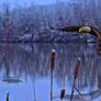 The Eagle