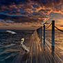 Pelican Sunrise