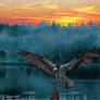 Flight of the Osprey