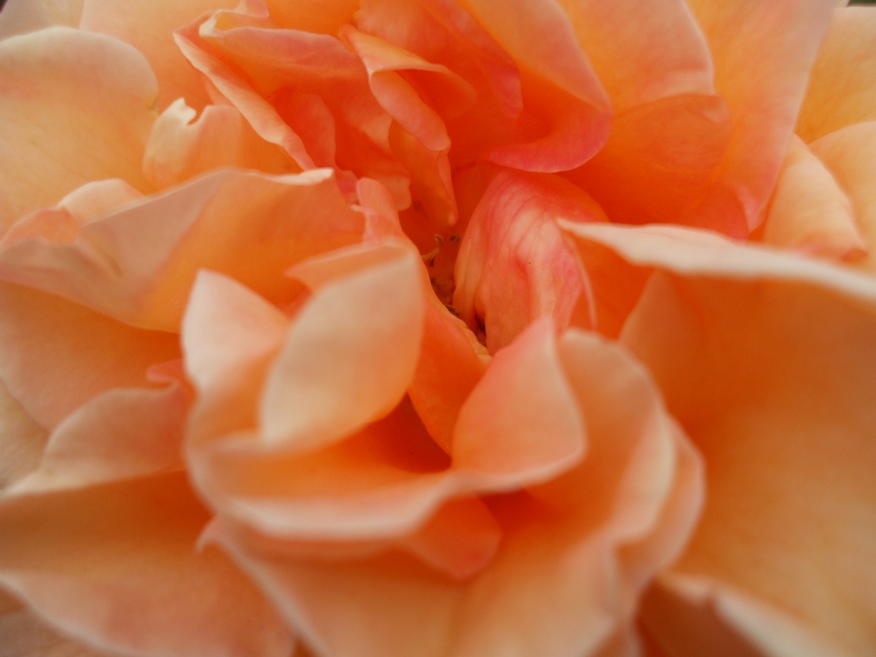 Rose Wallpaper: Orange