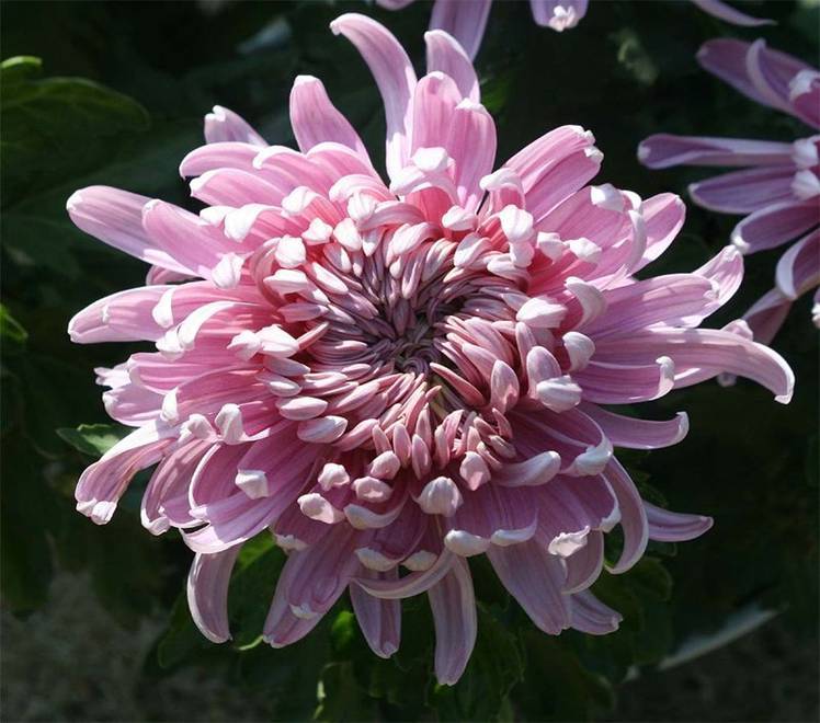 Chrysanthemum