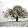 A Solitary Oak