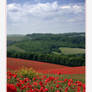 South Downs Poppies