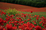 South Downs Poppies II by MaX-DooM