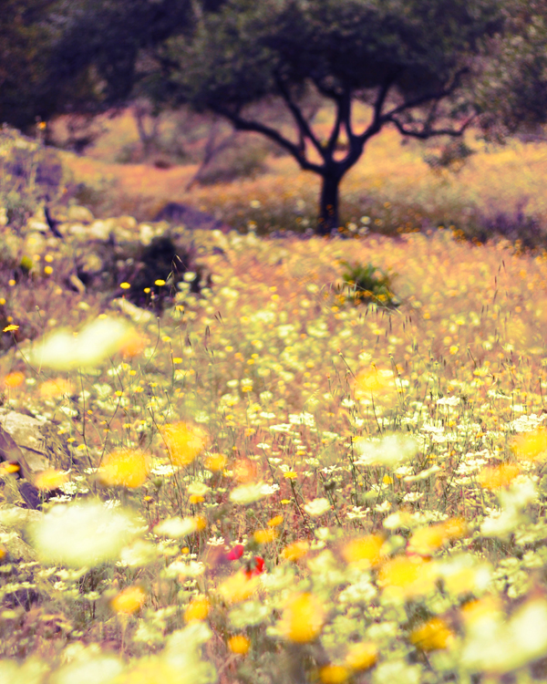 Kephalonia meadow