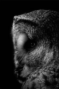 Great Grey Owl