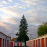 pine tree and lockers