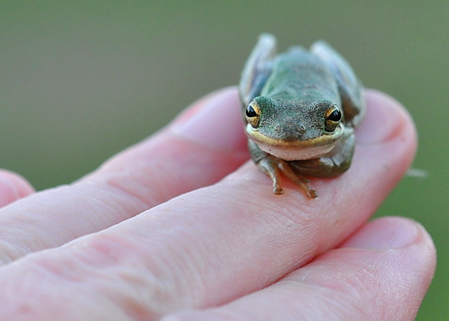 Sit. Stay. Good frog.