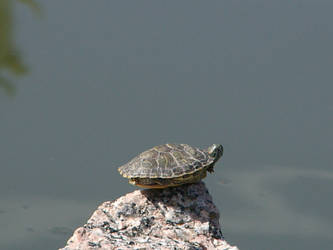 Little King of the Mountain