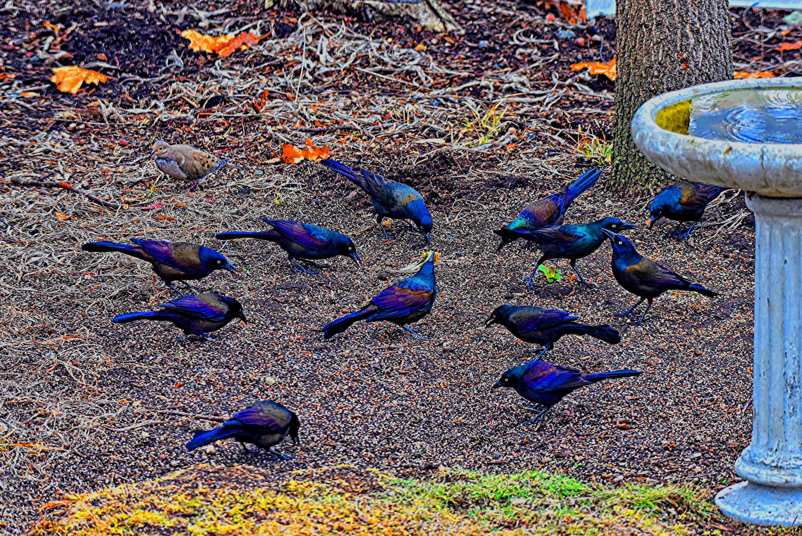 Black Birds Feast