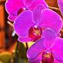 My Orchids