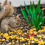 Squirrel Dude Snacking