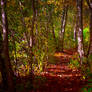 Autumn Trail-