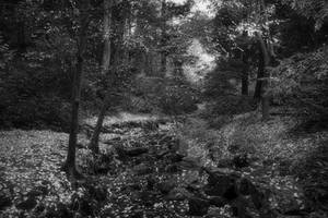 Black and White Forest 3