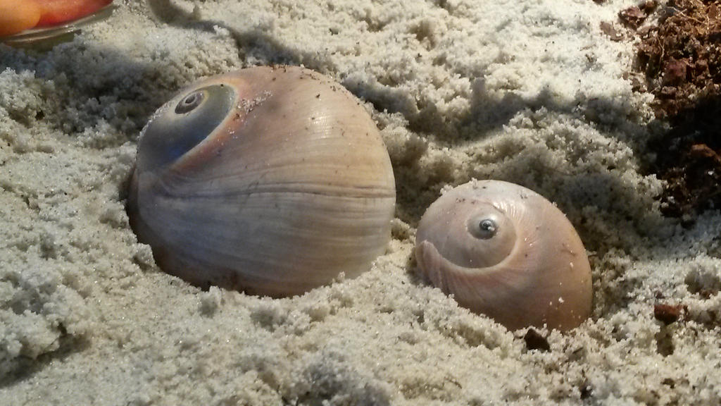 Two Shells Pfp two shells by FantasyDrawing14 on DeviantArt