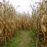 Corn maze 1