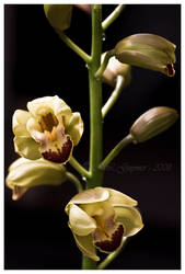 Antique Cymbidium