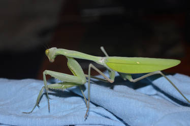 My little Mantis