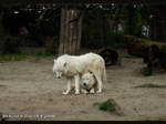 Photo: Whitewolf XVII by VitaniFox85
