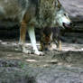 Female wolf with pup