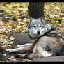 Female Greywolf